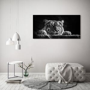 Foto-obraz skleněný horizontální Tygr osh-101258480