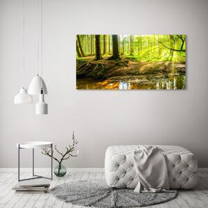 Foto obraz na plátně Sluneční paprsky les oc-101332192