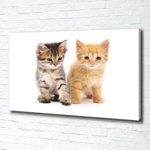 Foto obraz na plátně do obýváku Hnědá a červená kočka oc-101681955