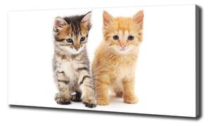 Foto obraz na plátně do obýváku Hnědá a červená kočka oc-101681955