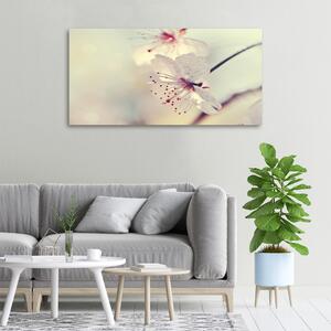 Foto obraz na plátně do obýváku Květ višně oc-102906126
