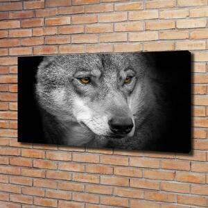 Foto obraz na plátně do obýváku Vlk oc-103311727