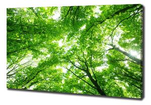 Foto obraz na plátně Zelený les oc-103615746