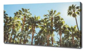 Foto obraz na plátně Vysoké palmy oc-103314952