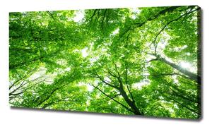 Foto obraz na plátně Zelený les oc-103615746