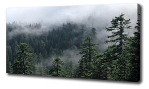 Foto obraz na plátně Lesní mlha oc-103817714