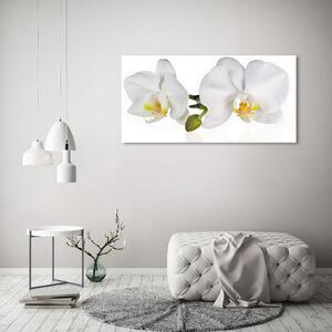Foto obraz skleněný horizontální Orchidej osh-103920801