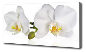 Foto obraz na plátně Orchidej oc-103920801