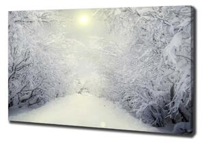 Foto obraz na plátně Hezký zimní les oc-103882841
