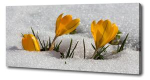 Foto obraz na plátně do obýváku Krokusy ve sněhu oc-103983821