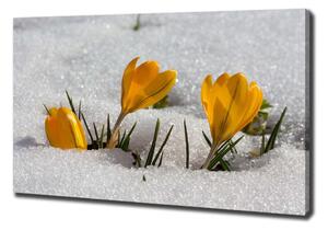 Foto obraz na plátně do obýváku Krokusy ve sněhu oc-103983821