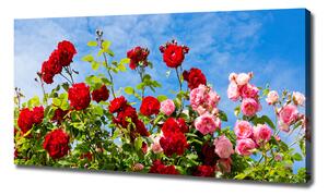 Foto obraz na plátně do obýváku Divoké růže oc-104021490