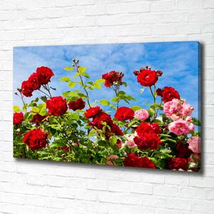 Foto obraz na plátně do obýváku Divoké růže oc-104021490