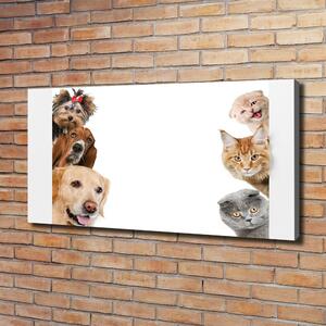 Foto obraz canvas Psy a kočky oc-104206550