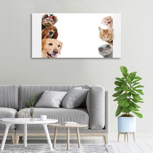 Foto obraz canvas Psy a kočky oc-104206550