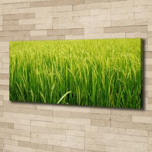 Foto obraz na plátně do obýváku Rýžové pole oc-104337572