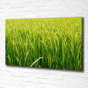 Foto obraz na plátně do obýváku Rýžové pole oc-104337572