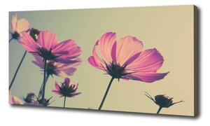 Foto obraz canvas Růžové květiny oc-104707608