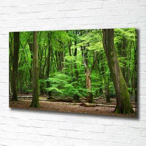 Foto obraz na plátně Nizozemský les oc-104709262