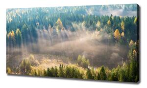 Foto obraz na plátně Mlha v lese oc-104886541