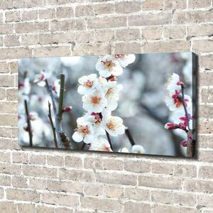 Foto obraz na plátně Květy višně oc-104952401