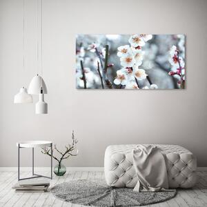 Foto obraz na plátně Květy višně oc-104952401