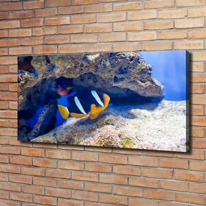 Foto obraz na plátně Tropická ryba oc-105173265