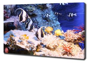 Foto obraz na plátně Korálový útes oc-105919456