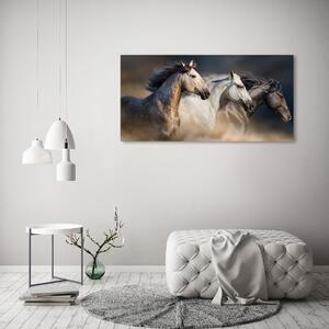 Foto obraz na plátně Koně ve cvalu oc-106659074
