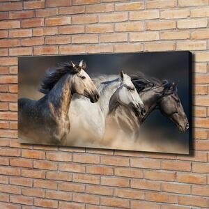 Foto obraz na plátně Koně ve cvalu oc-106659074