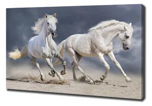 Foto obraz tištěný na plátně Bílí koně pláž oc-106869148