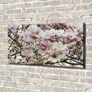 Foto-obraz canvas do obýváku Květiny magnolie oc-107287859