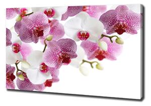 Foto obraz na plátně do obýváku Orchidej oc-107506962