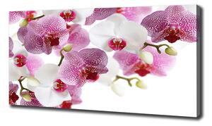Foto obraz na plátně do obýváku Orchidej oc-107506962