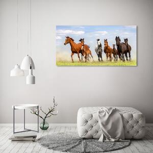 Foto obraz na plátně Koně ve cvalu oc-108737059