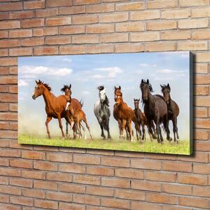 Foto obraz na plátně Koně ve cvalu oc-108737059