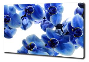 Foto obraz na plátně do obýváku Modrná orchidej oc-108719239
