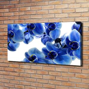 Foto obraz na plátně do obýváku Modrná orchidej oc-108719239