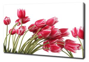 Foto obraz na plátně Červené tulipány oc-109710799