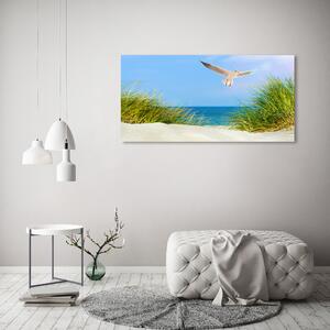 Foto obraz na plátně Méva na pláži oc-109828063
