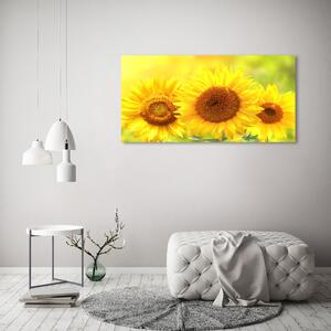Moderní fotoobraz canvas na rámu Slunečníky oc-110835200