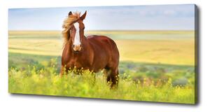 Foto obraz na plátně do obýváku Hnědý kůň oc-111439137