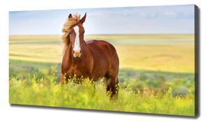 Foto obraz na plátně do obýváku Hnědý kůň oc-111439137