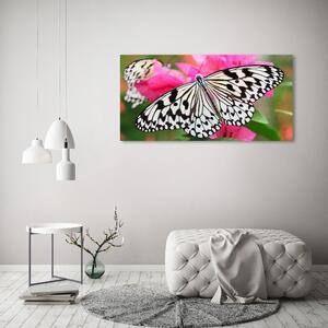 Foto obraz sklo tvrzené Motýl na květině osh-111962748