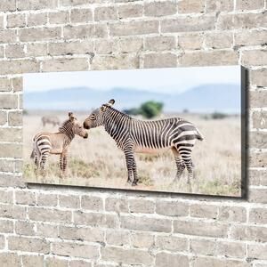 Foto obraz na plátně do obýváku Zebry v horách oc-112483528