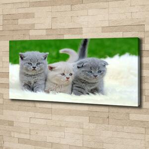 Foto obraz na plátně Tři kočky na dece oc-112670236
