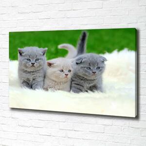 Foto obraz na plátně Tři kočky na dece oc-112670236