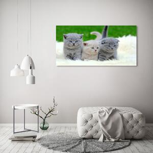 Foto obraz sklo tvrzené Tři kočky na dece osh-112670236