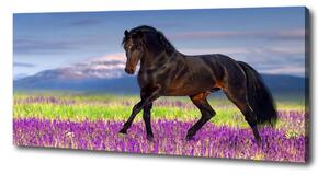 Foto obraz na plátně do obýváku Kůň na poli levandule oc-113343357