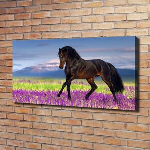 Foto obraz na plátně do obýváku Kůň na poli levandule oc-113343357